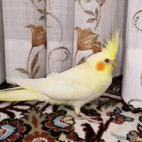 عروس لوتینو زعفرانی