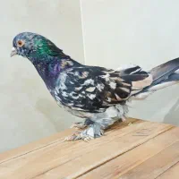 کفتر سرور|پرنده|یزد, |دیوار