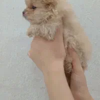 پامرخرسی عروسکی