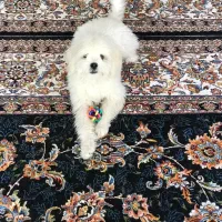 هاپو|سگ|خانمیرزا, |دیوار