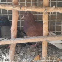 کفتر|پرنده|تهران, شهرک فردوس (حسینی)|دیوار