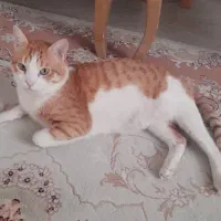 واگذاری گربه خانگی