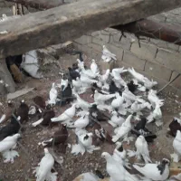 کبوتر سفید پارپارلی