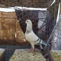 کفتر سبز|پرنده|اردکان, |دیوار
