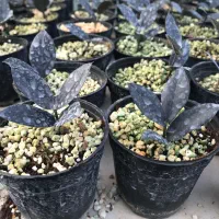 زامفولیا بلک