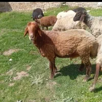 میش بره دار