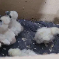 جوجه ابریشمی اصل