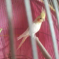 عروس هلندی نر وماده