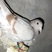 کبوتر پلاکی|پرنده|شال, |دیوار