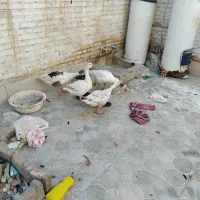 غاز خانگی|حیوانات مزرعه|آبادان, |دیوار