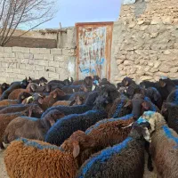 50راس نر داشتی