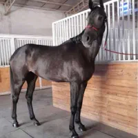 مادیون دوسر خارجی