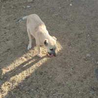 فروشی|سگ|جلگه رخ, |دیوار