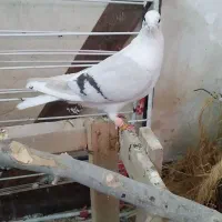 پشتدار کاغذی ماده