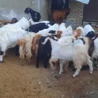 گوسفند میش بره قوچ بز|حیوانات مزرعه|قلندر آباد, |دیوار