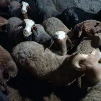 گوسفند نر پرواری|حیوانات مزرعه|سنقر, |دیوار