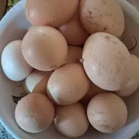 تخم مرغ سلطان و پولند نطفه دار و خوراکی