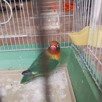 طوطی کوتوله فیشر