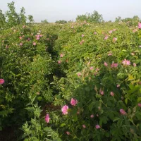 گل محمدی|گل و گیاه طبیعی|مشهد, فرخد|دیوار