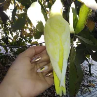 جوجه لوتینو زعفرونی