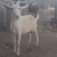 فروش بزوبزغاله|حیوانات مزرعه|فردوس (خراسان), |دیوار