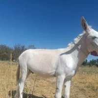 خرگلگی چهارسال