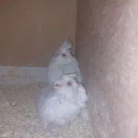 جوجه آلبینوسرلاکی|پرنده|گالیکش, |دیوار