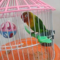 کوتوله برزیلی دستی زرنگ