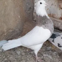 طوقی نر درشت و جوان|پرنده|سریش آباد, |دیوار