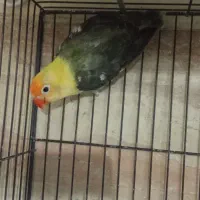 کوتوله جفت کار داده نریاماده تک باضمانت کتبی|پرنده|مشهد, فاطمیه|دیوار