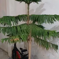 کاج مطبق کاملا سالم