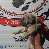 توله اصیل کنکورسو ایتالیانو|سگ|تهران, زعفرانیه|دیوار