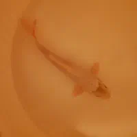 ماهی کوی مولد