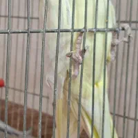 ماده لوتیتو مولد|پرنده|خمینیشهر, |دیوار