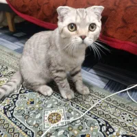 گربه|گربه|زاهدان, |دیوار