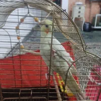 عروس هلندی لوتینو ۷ماهه