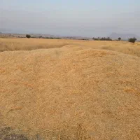 کاه گندم .محل بازدید شهر تنگ ارم قیمت ۱۲هزارتومن|حیوانات مزرعه|ارم, |دیوار