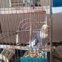 یک جفت عروس هلندی سالم وخوشکل