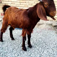 فروش چپشت چاق سرحال|حیوانات مزرعه|حور, |دیوار