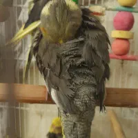 عروس هلندی|پرنده|قدس, شهرقدس|دیوار