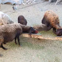 فروش گوسفند با بره
