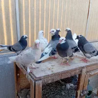 جوجه کبوتر ابلق