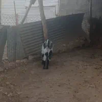 سلام یک راس بزغاله|حیوانات مزرعه|سرپل ذهاب, |دیوار