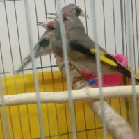 سهره نر بخونه