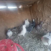 کفتر