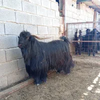 پازن شهر کردی درجه یک