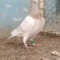 نر لایی زرد ونر سرور هر دو جوان