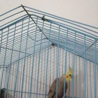 معاوضه پرنده|پرنده|مشهد, امیریه|دیوار