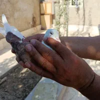 کفتر سفید مهر پشتار ...|پرنده|تهران, شهید رجایی|دیوار