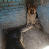 سگ ژرمن